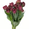 Double Tulip Rococo Purple Flowers WA Perth