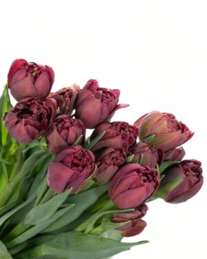 Double Tulip Rococo Purple Flowers WA Perth