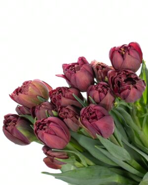 Double Tulip Rococo Purple Flowers WA Perth