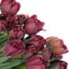 Double Tulip Rococo Purple Flowers WA Perth