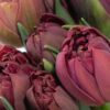 Double Tulip Rococo Purple Flowers WA Perth