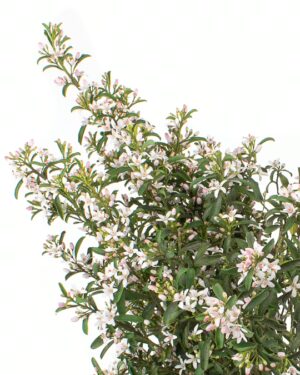 Eriostemon x5