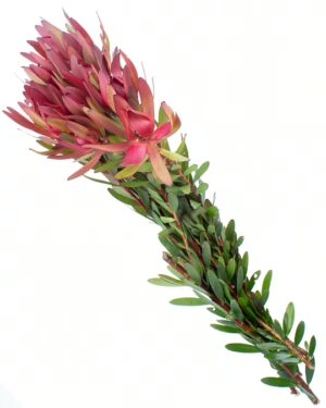 leucadendron red flowers wa perth 1