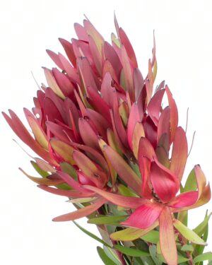 Leucadendron Red x10