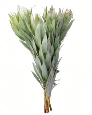leucadendron silver tree green flowers wa perth 1