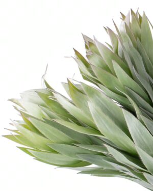 Leucadendron Silver Tree x10