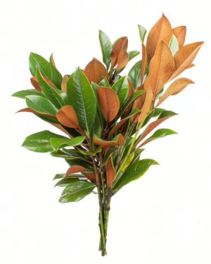 magnolia foliage flowers wa perth 1