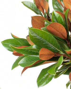 Magnolia