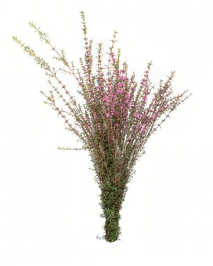 myrtle pink flowers wa perth 1