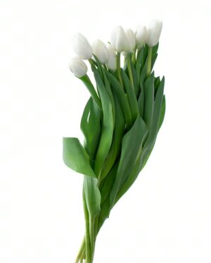 tulip snowboard white flowers wa perth 1