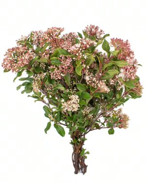 viburnum tinus pink flowers wa perth 1