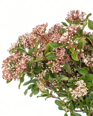 Viburnum Tinus x5