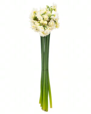 Jonquil Erlicheer x10