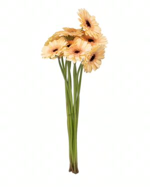 Gerbera Cream x5 Stems