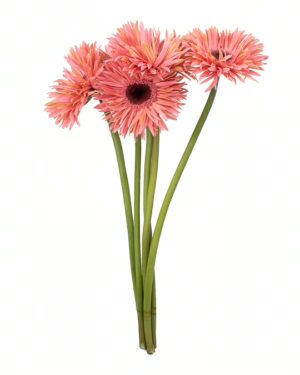 Gerbera Peach Frilly x5 Stems