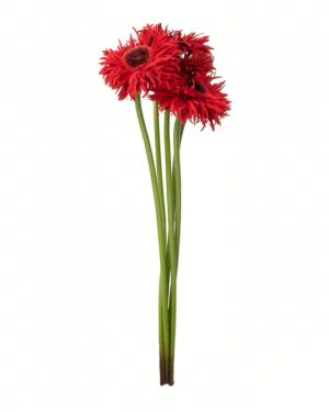 Gerbera Red Frilly x5 Stems