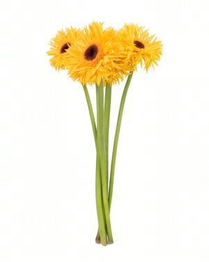 Gerbera Yellow Frilly x5 Stems