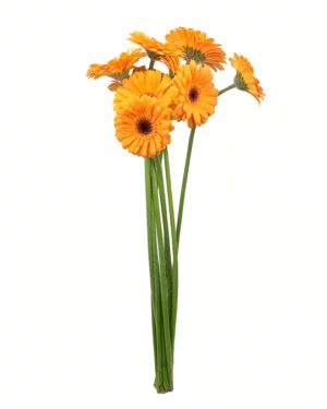 Gerbera Orange x5 Stems