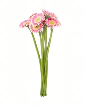 Gerbera Pink White x5 Stems