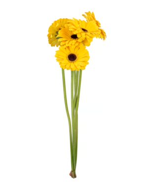 Gerbera Yellow x5 Stems