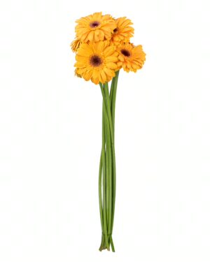 Gerbera Yellow Orange x5 Stems