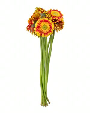 Gerbera Yellow Red x5 Stems
