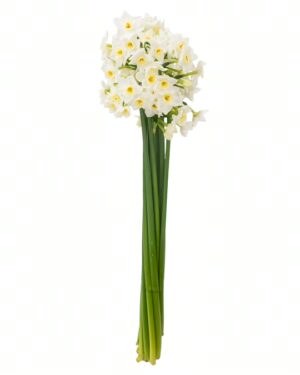 Jonquil Daffodil x10