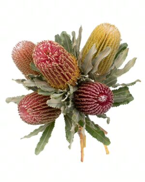 banksia menziesii red flowers wa perth 1