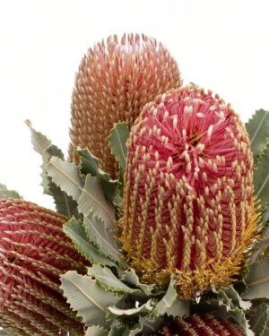 Banksia Menziesii x1