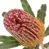 Banksia Menziesii Single Red Flowers WA Perth