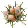Banksia Prionote Peach Flowers WA Perth