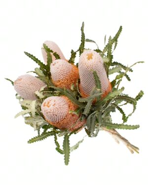 Banksia Prionote Peach Flowers WA Perth