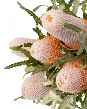 Banksia Prionote Peach Flowers WA Perth