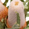 Banksia Prionote Peach Flowers WA Perth
