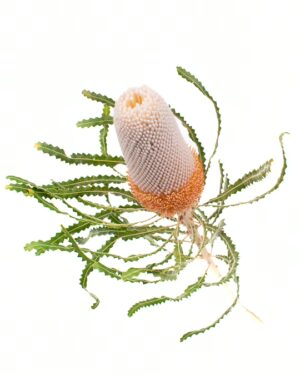 Banksia Prionote Single Peach Flowers WA Perth