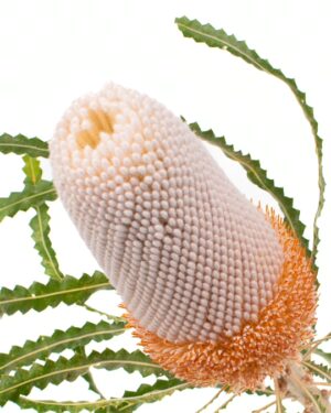 Banksia Prionote Single Peach Flowers WA Perth
