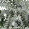 Eucalyptus Baby Blue Flowers WA Perth
