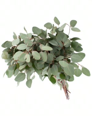Eucalyptus Poly Gum Flowers WA Perth