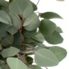 Eucalyptus Poly Gum Flowers WA Perth