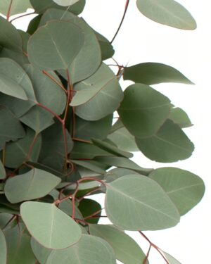Eucalyptus Poly Gum Flowers WA Perth