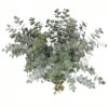 Eucalyptus Silver Dollar Flowers WA Perth