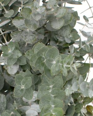 Eucalyptus Silver Dollar Flowers WA Perth