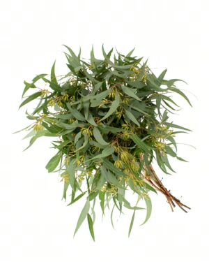 Gum Eucalyptus Seeded x5