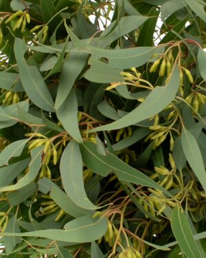 eucaylptus seeded gum flowers wa perth 2