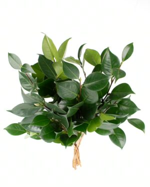 foliage camellia flowers wa perth 1
