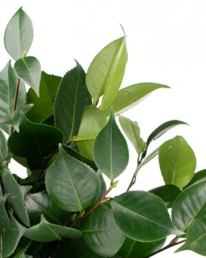 Camellia Foliage x5