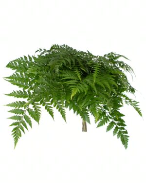 Leather Fern x10