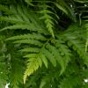 Foliage Leather Fern Flowers WA Perth