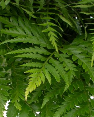 foliage leather fern flowers wa perth 2