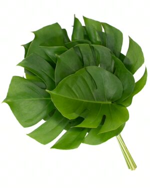 Foliage Monstera Flowers WA Perth